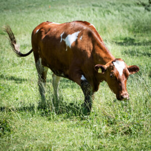 Lebenshof Aurelio: Rind Alice