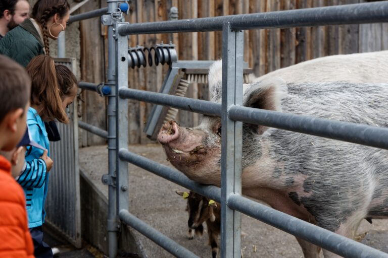 Lebenshof Aurelio: Schwein Felix Kinder