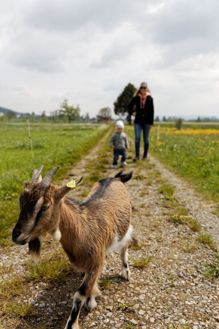 Lebenshof Aurelio: Spaziergang Ziege