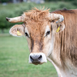 Lebenshof Aurelio: Rind Milo
