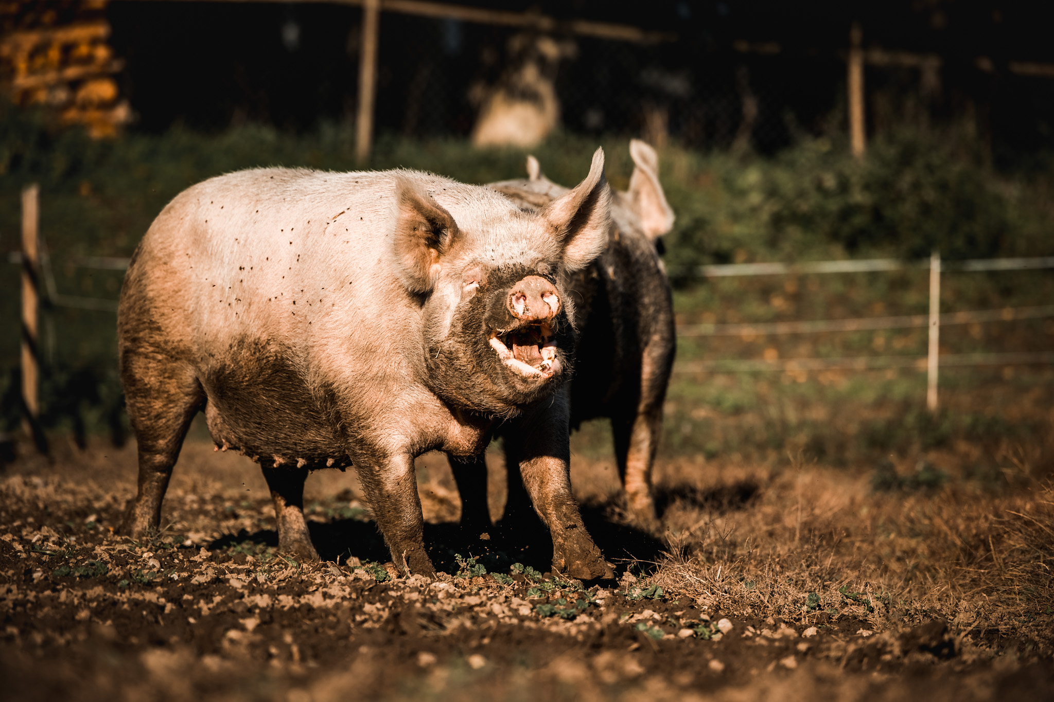 Lebenshof Aurelio: Schwein Nala