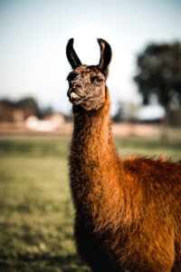 Lebenshof Aurelio: Lama Guapa