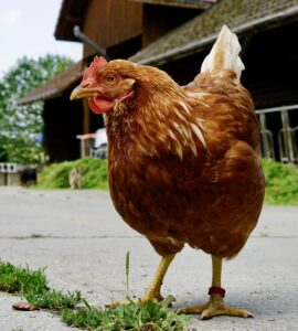 Lebenshof Aurelio: Huhn Foxy