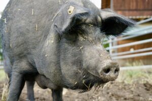 Lebenshof Aurelio: Schwein Bacon