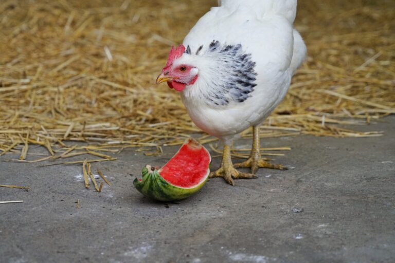 Lebenshof Aurelio: Huhn Wolza