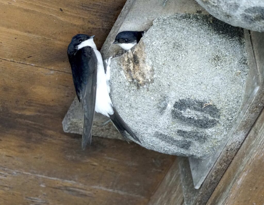 Lebenshof Aurelio: Schwalben