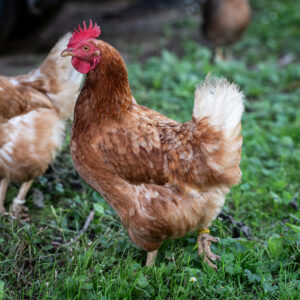 Lebenshof Aurelio: Henne Ginger