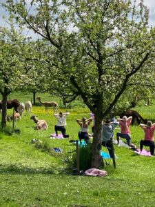 Lebenshof Aurelio: Alpaka Yoga