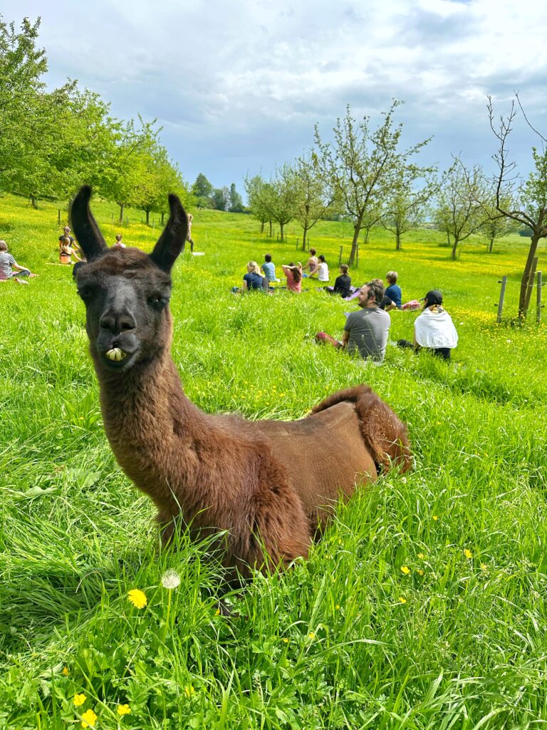 Lebenshof Aurelio: Alpaka Yoga