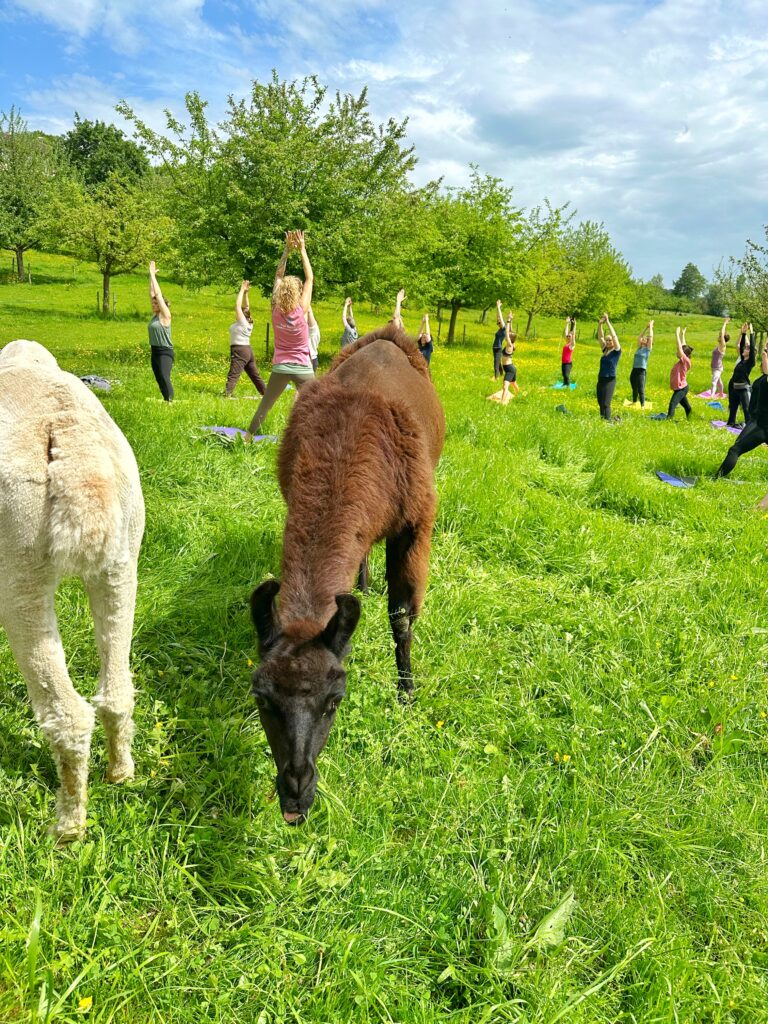 Lebenshof Aurelio: Alpaka Yoga