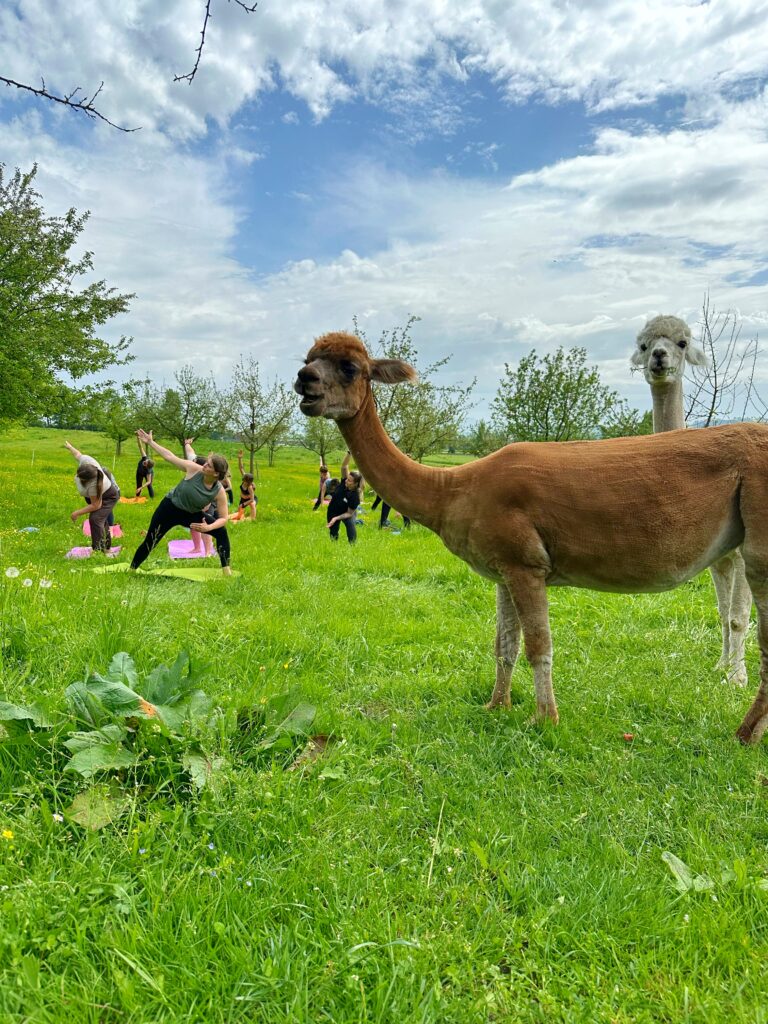 Lebenshof Aurelio: Alpaka Yoga