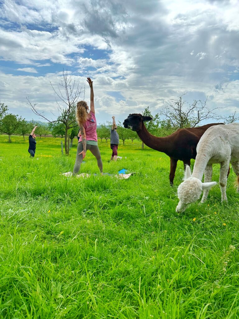 Lebenshof Aurelio: Alpaka Yoga
