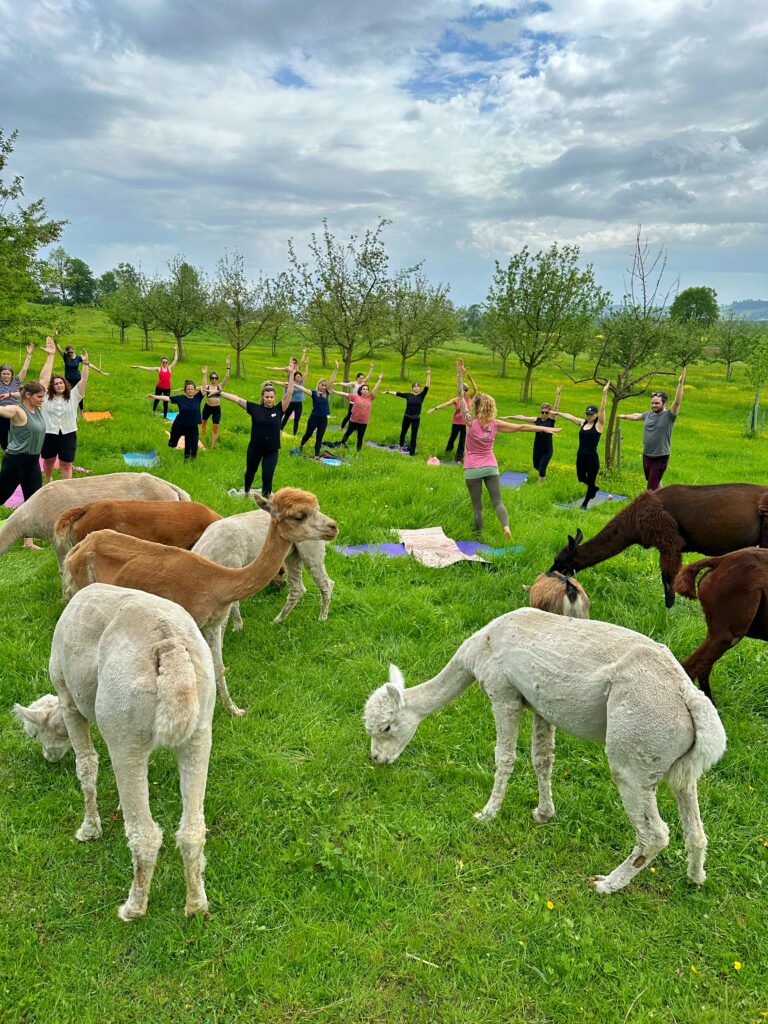 Lebenshof Aurelio: Alpaka Yoga