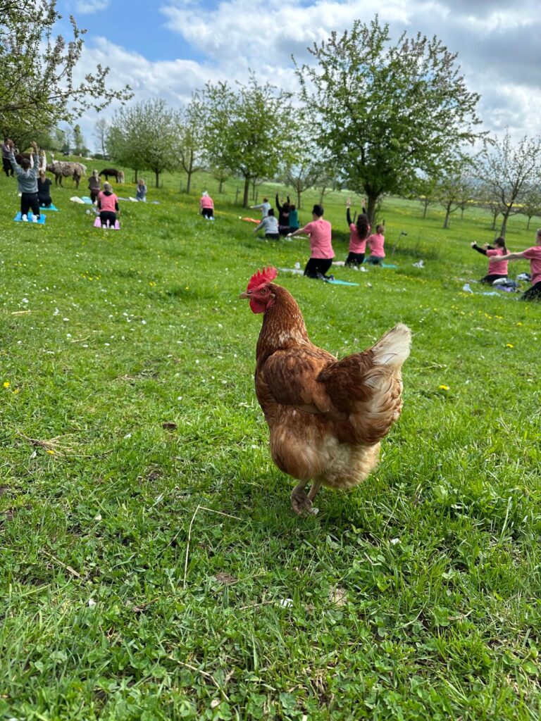 Lebenshof Aurelio: Alpaka Yoga