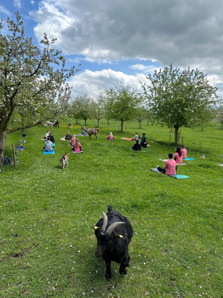 Lebenshof Aurelio: Alpaka Yoga