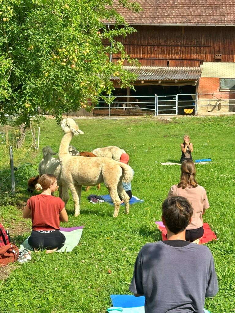 Lebenshof Aurelio: Alpaka Yoga