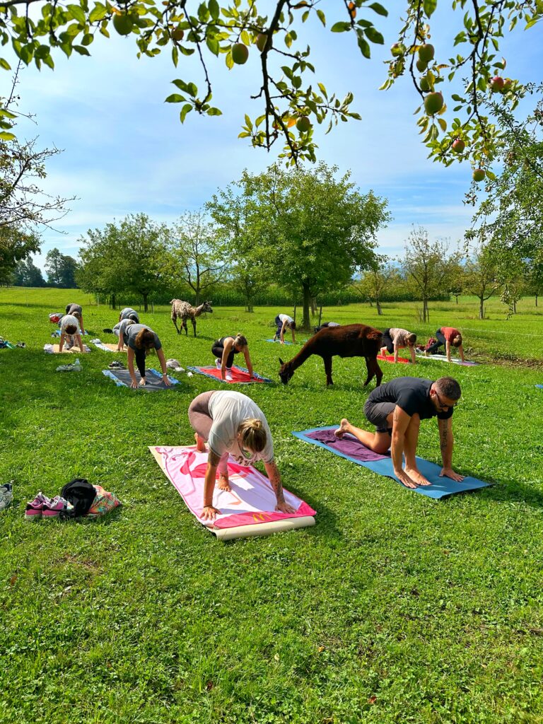 Lebenshof Aurelio: Alpaka Yoga