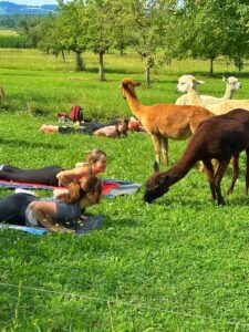Lebenshof Aurelio: Alpaka Yoga