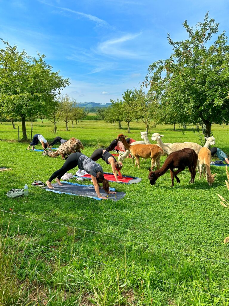 Lebenshof Aurelio: Alpaka Yoga