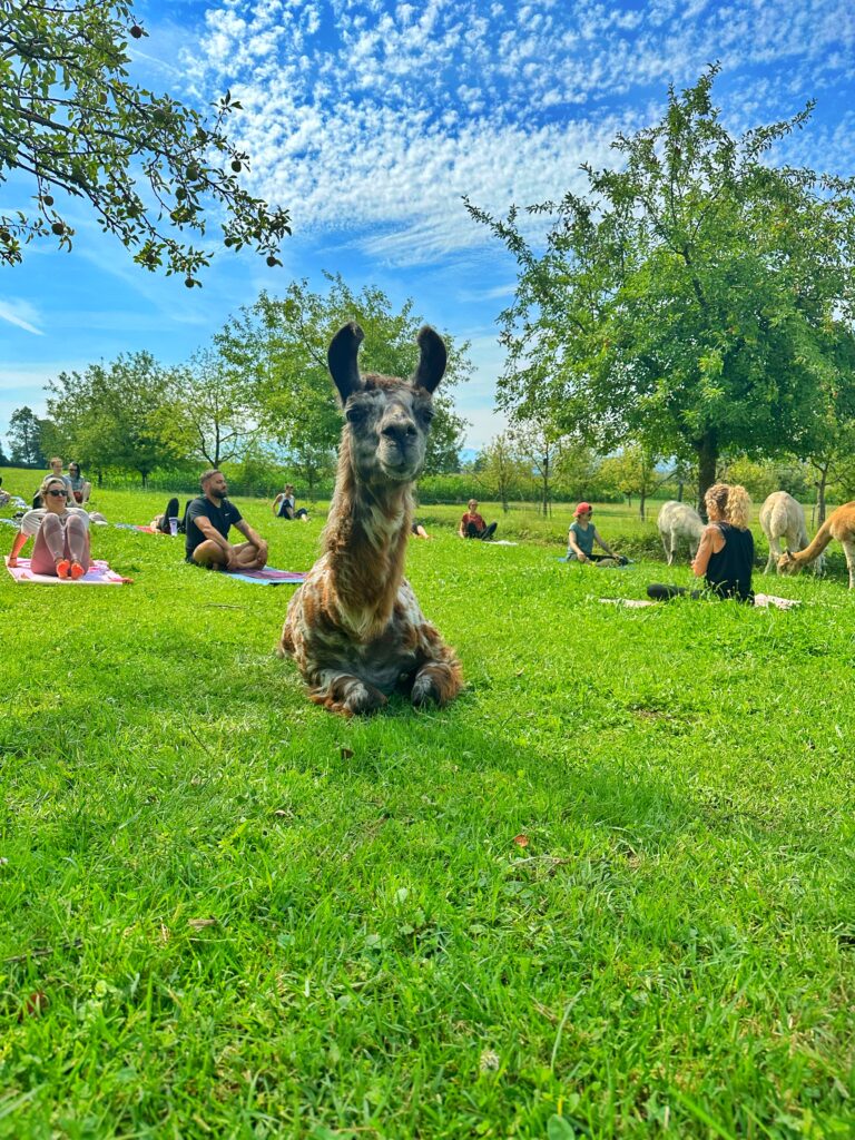 Lebenshof Aurelio: Alpaka Yoga