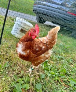 Lebenshof Aurelio: Huhn