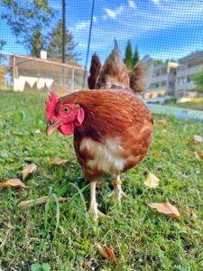 Lebenshof Aurelio: Huhn Magic