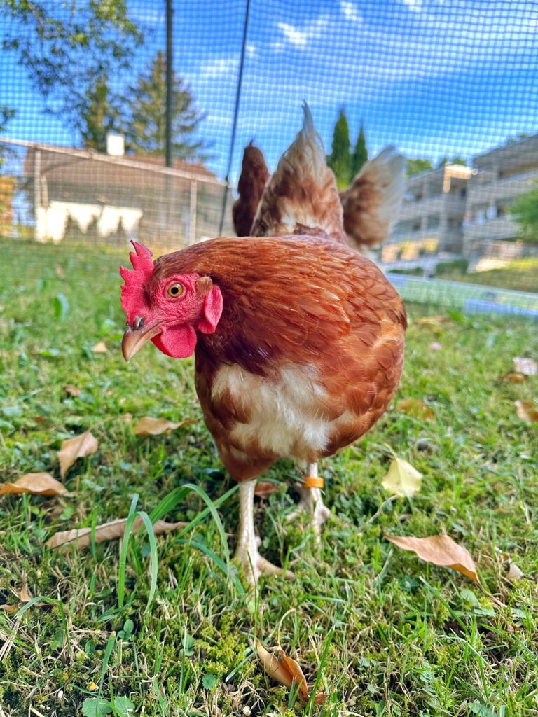 Lebenshof Aurelio: Huhn Magic