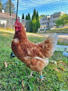 Lebenshof Aurelio: IMG 7285