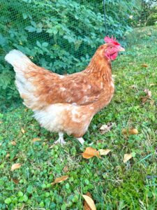 Lebenshof Aurelio: Huhn Hope