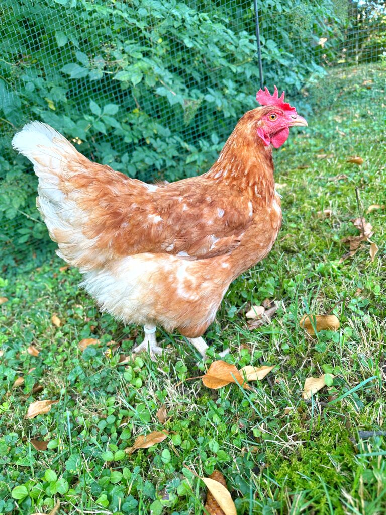 Lebenshof Aurelio: Huhn Hope