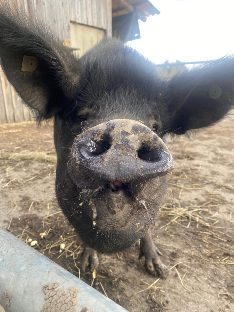 Lebenshof Aurelio: Schwein