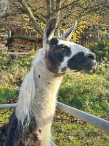 Lebenshof Aurelio: Lama Amela