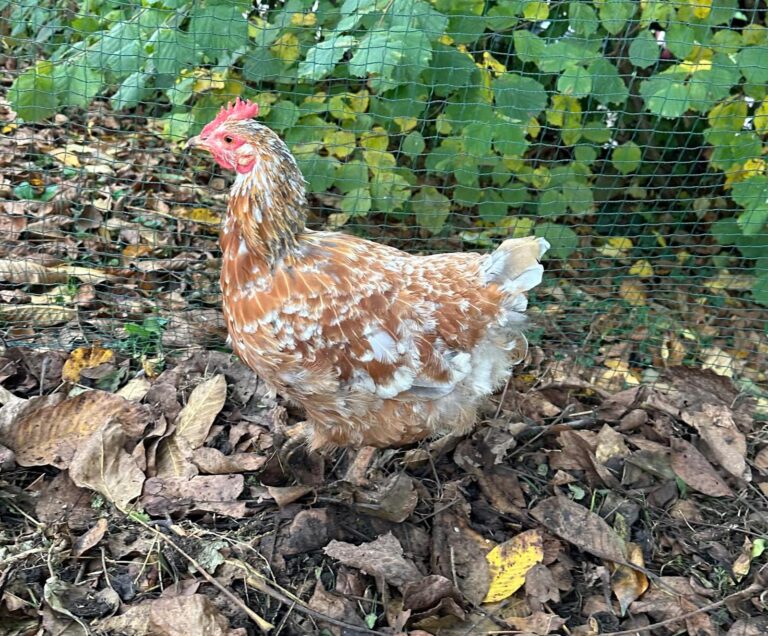 Lebenshof Aurelio: Blumenhuhn