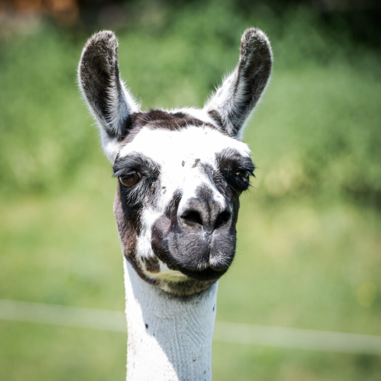 Lebenshof Aurelio: Lama Amela