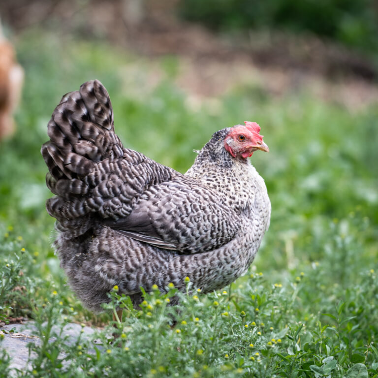 Lebenshof Aurelio: Henne Dottie
