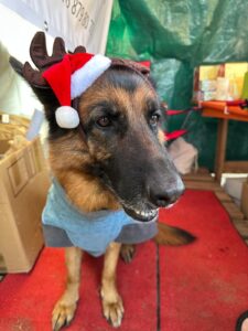 Lebenshof Aurelio: Mimis Weihnachtsmarkt, Livia