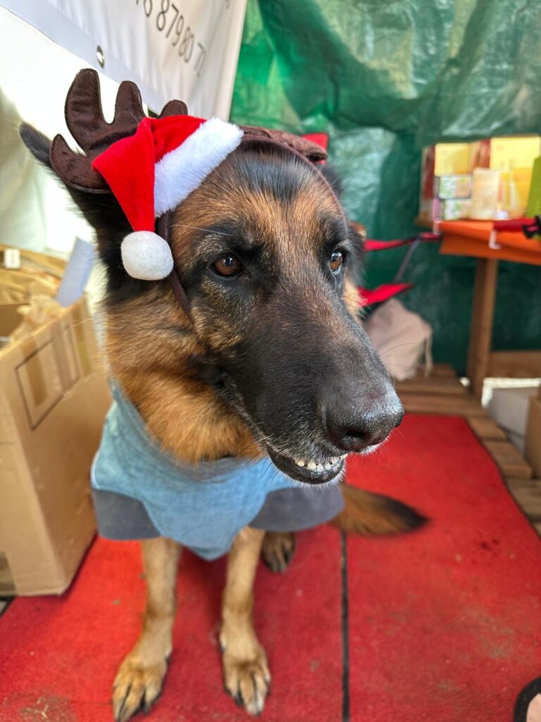 Lebenshof Aurelio: Mimis Weihnachtsmarkt, Livia