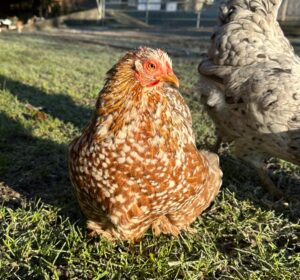 Lebenshof Aurelio: Huhn Berta