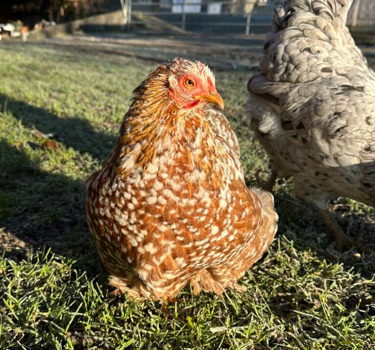 Lebenshof Aurelio: Huhn Berta
