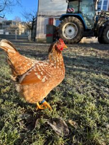 Lebenshof Aurelio: Huhn Frau Müller