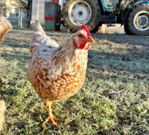 Lebenshof Aurelio: Huhn Helga