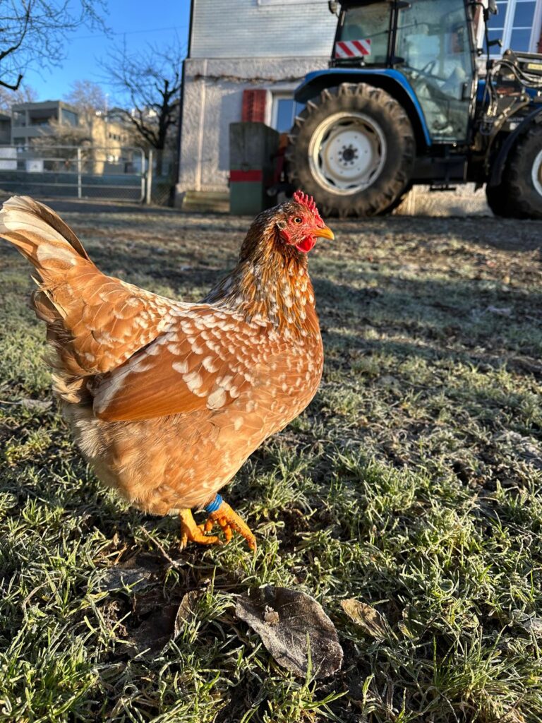 Lebenshof Aurelio: Huhn Frau Müller
