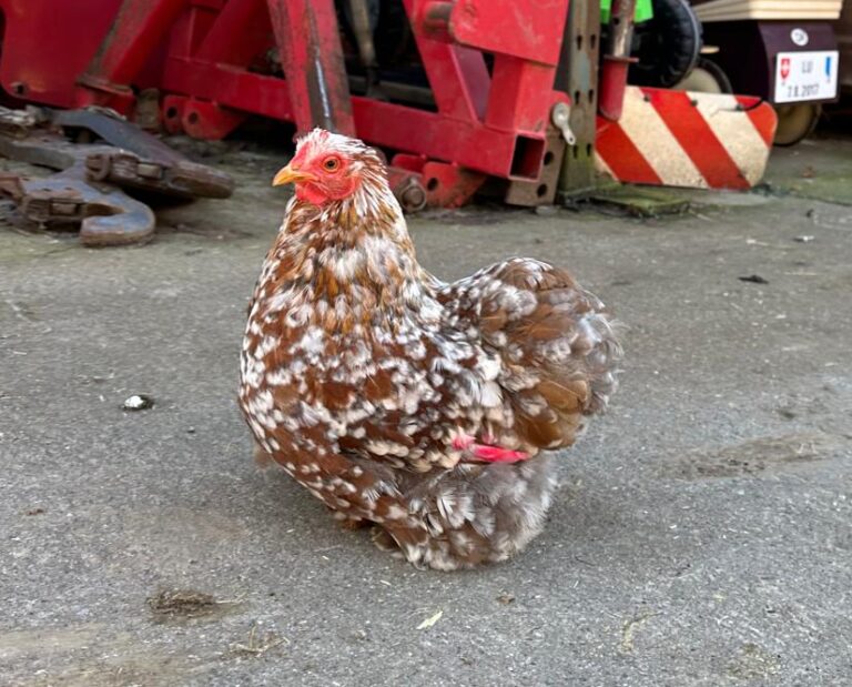 Lebenshof Aurelio: Huhn Tigerlily