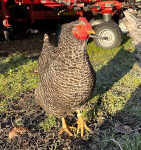 Lebenshof Aurelio: Huhn Carlota