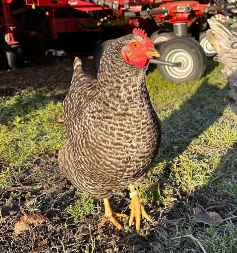 Lebenshof Aurelio: Huhn Carlota