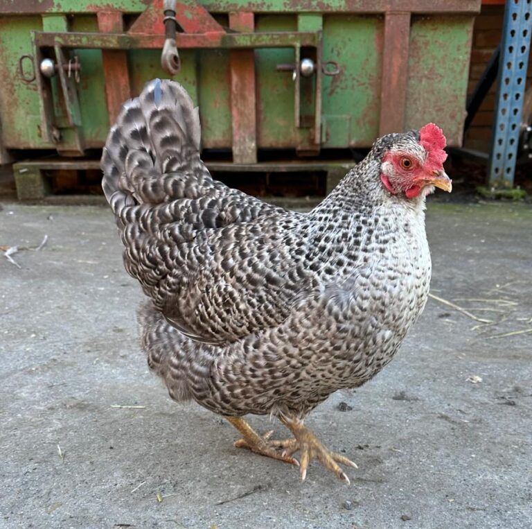 Lebenshof Aurelio: Huhn Dottie