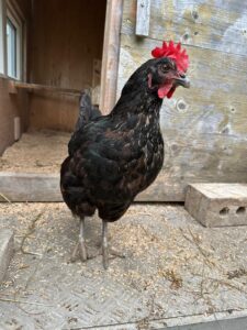 Lebenshof Aurelio: Huhn Ella