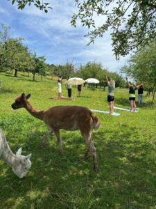 Lebenshof Aurelio: Alpaka Yoga
