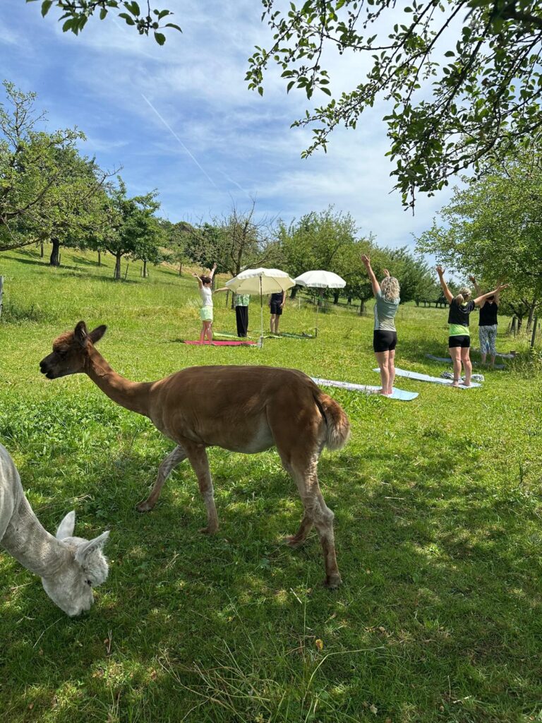 Lebenshof Aurelio: Alpaka Yoga