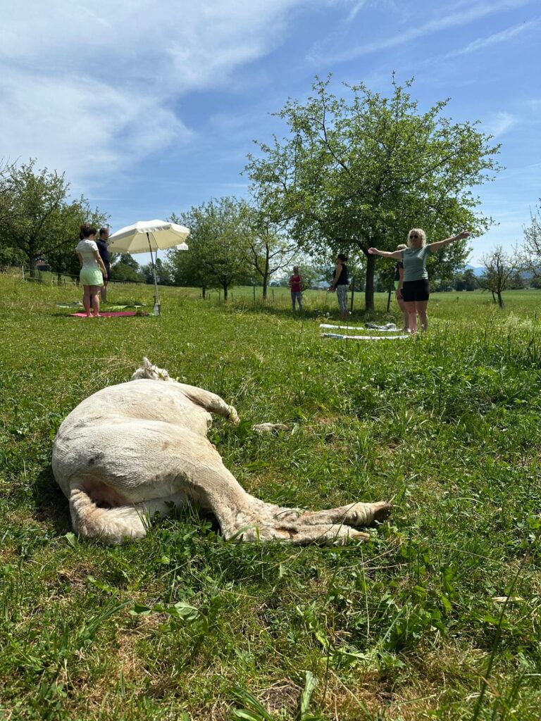 Lebenshof Aurelio: Alpaka Yoga